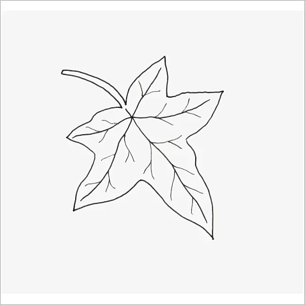 Black and white illustration of palmate Hedera (Ivy) leaf