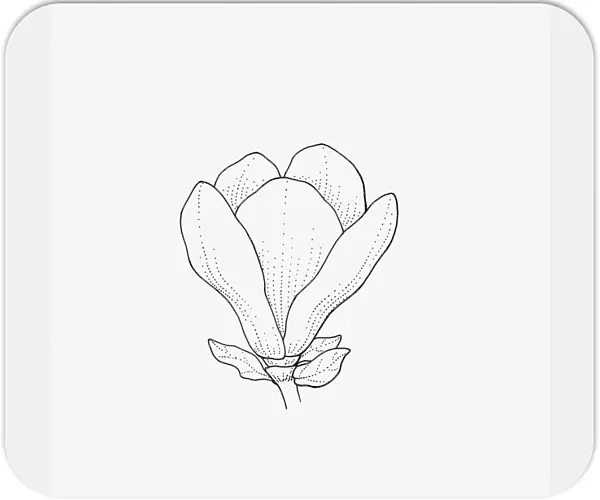 Black and white illustration of goblet-shaped Magnolia flower head