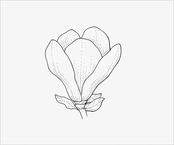 Black and white illustration of goblet-shaped Magnolia flower head