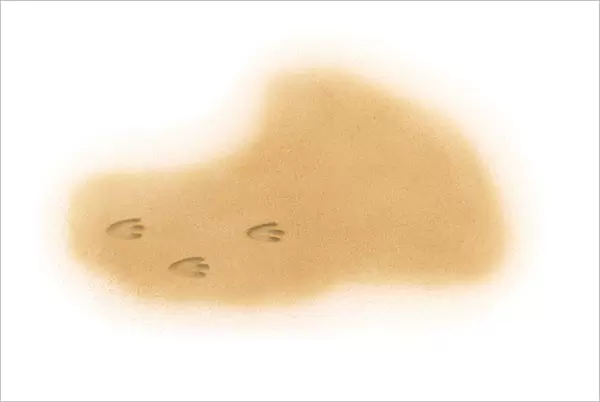 Illustration of three-toed dinosaur footprints in sand