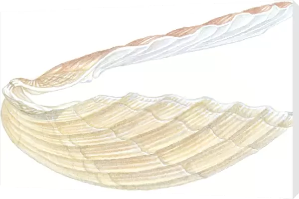 Illustration of Great scallop (Pecten maximus), open shell
