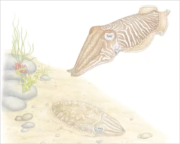 Illustration of Common Cuttlefish (Sepia officinalis), invertebrate molluscs with cephalopod eyes, swimming and camouflaged against seabed