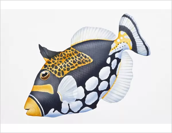 Digital illustration of Clown Triggerfish (Balistoides conspicillum), showing unique colouration