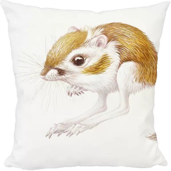 Digital illustration of Banner-Tailed Kangaroo Rat (Dipodomys Spectabilis), small rodent with large back feet and long tail, found in North America