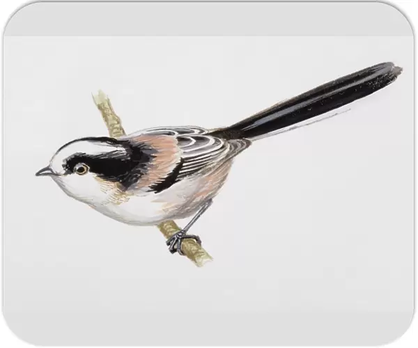 Long-tailed tit (Aegithalos caudatus), perching on a branch, side view