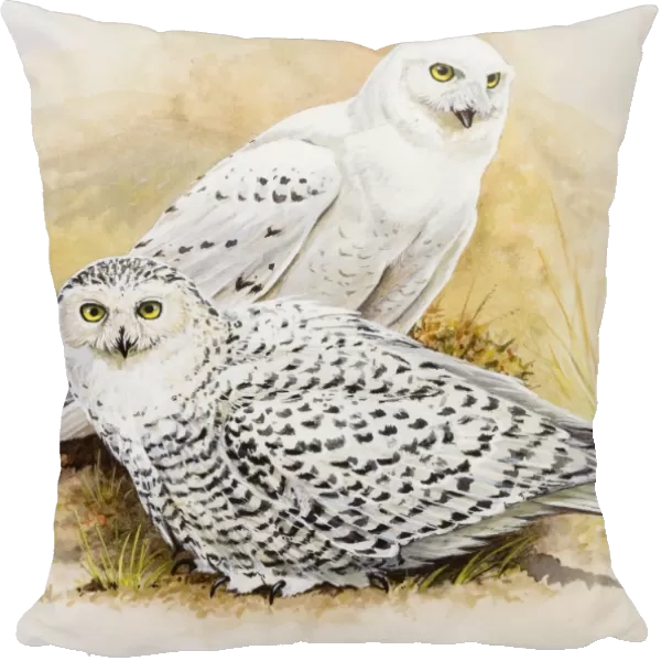 Snowy owl (Bubo scandiacus), male and female, sitting side by side, side view