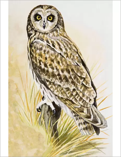 Short-eared owl (Asio flammeus), perching on a branch, facing forward
