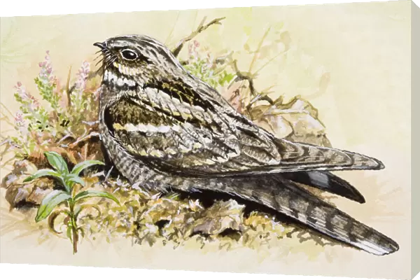 Nightjar (Caprimulgus europaeus), sitting on the ground, side view