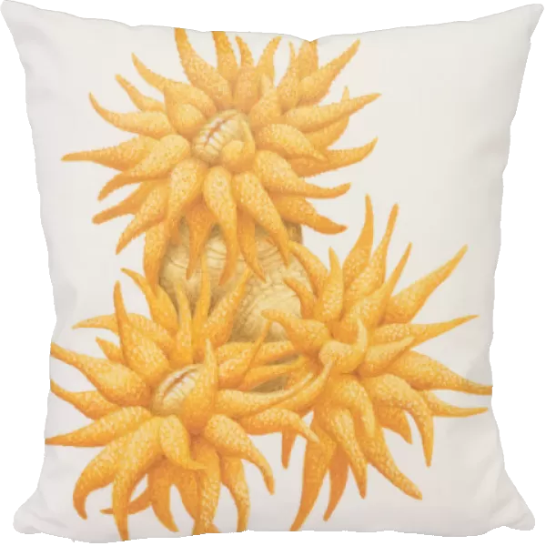 Golden Tubastrea (Tubastrea aurea), bright colored orange coral