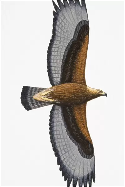 Common Buzzard (Buteo buteo), adult