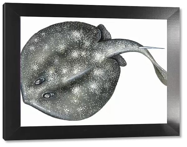 Stingray ( Dasyatidae), cartilaginous marine fish