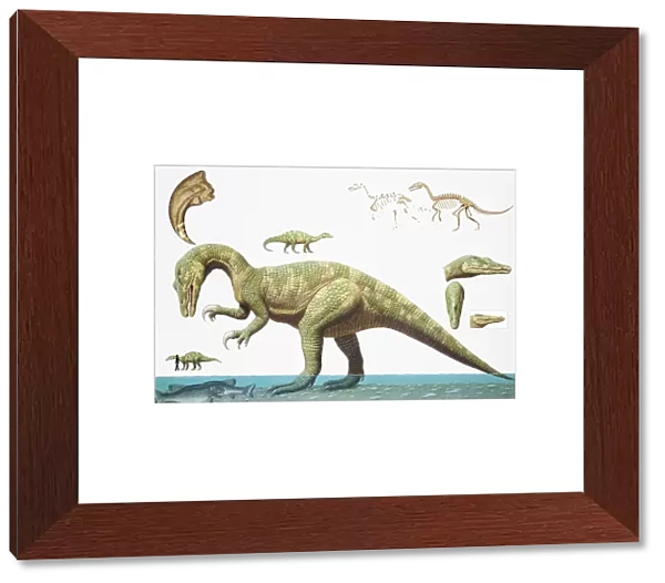 Dinosaurs, Eoraptor and skeletons