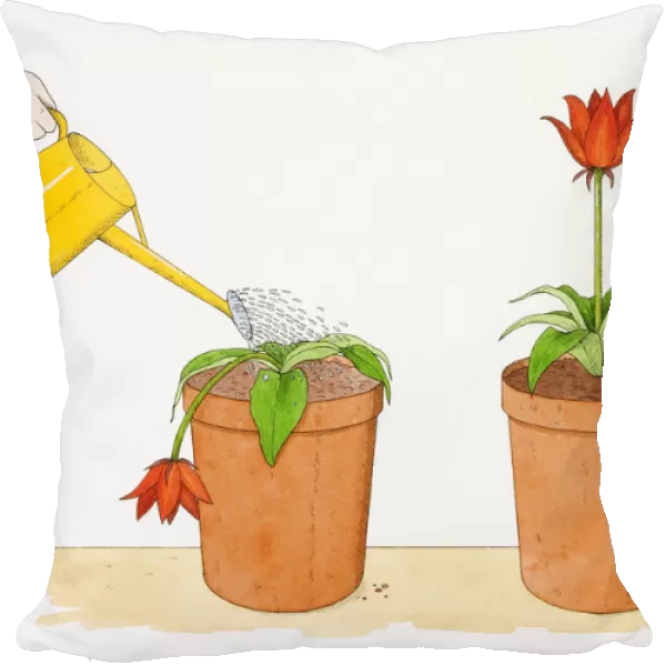 Straight-stemmed red flower growing in terracotta pot, identical potted flower droopingly wilting being watered with yellow watering can