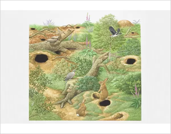 Illustration, Rabbits and Birds inhabiting woodland scene with green vegetation, fallen trees and holes in the ground leading to lairs and underground tunnels