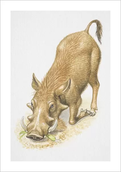 Illustration, Warthog (Phacochoerus africanus) kneeling with bent forelegs, eating root vegetable, front view