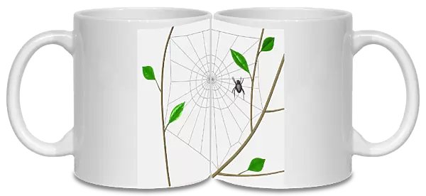 Orb Web Spider (Araneidae) weaving spiral through web frame erected between tree branches