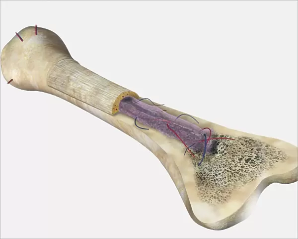 Human bone, cross section diagram of Femur showing osteon, veins, marrow