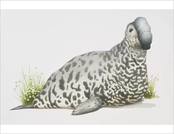 Elephant Seal (Mirounga angustirostris), light grey spotted seal with a trunk-like nose