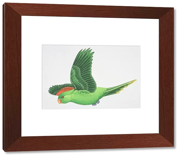 Red-winged or Crimson-winged Parrot (Aprosmictus erythropterus), green parrot with red wing feathers flying, side view