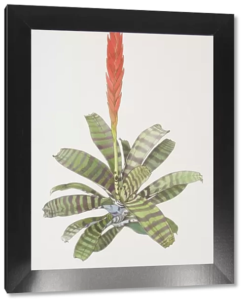 Vriesea splendens, Flaming Sword plant