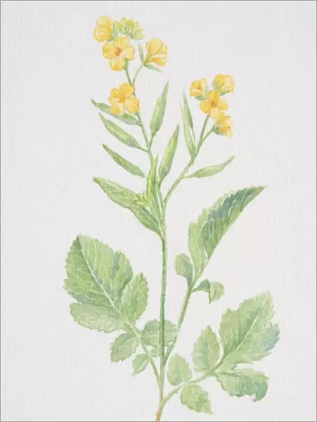 Brassica hirta, Mustard, flowering plant