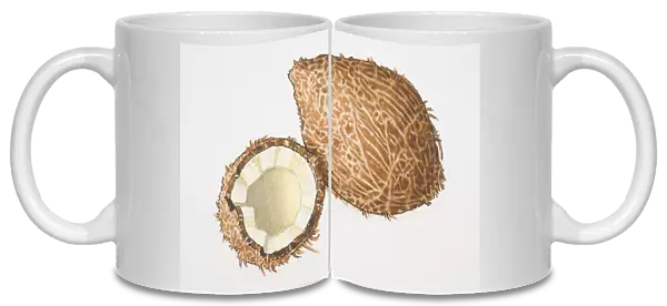 Cocos, one and a half Coconuts