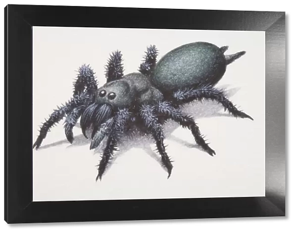 Sydney Funnel-web Spider (atrax robustus)