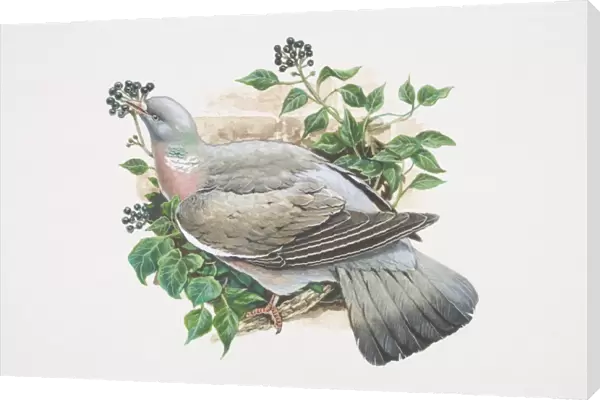 Columba palumbus, Woodpigeon, illustration of grey bird with white neck and white wing patches, perched on branch eating berries