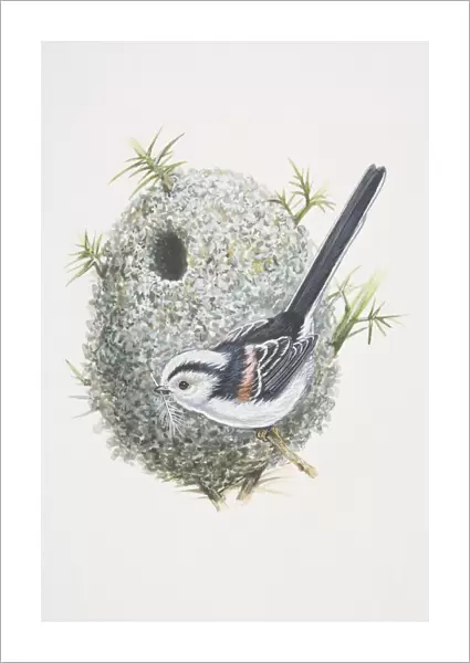 Long-tailed Tit (Aegithalos caudatus), illustration of bird whos tail is bigger than its body, black and white