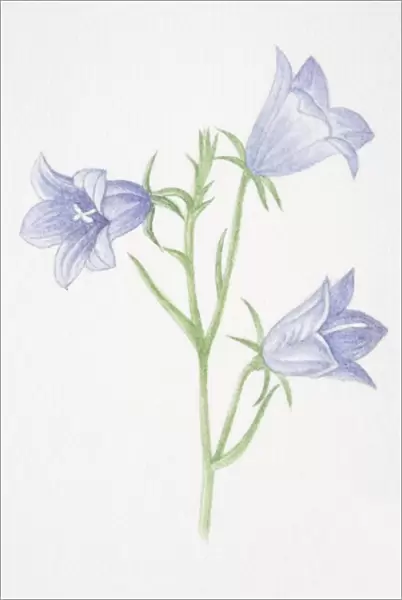 Campanula rotundifolia, Harebell flowers