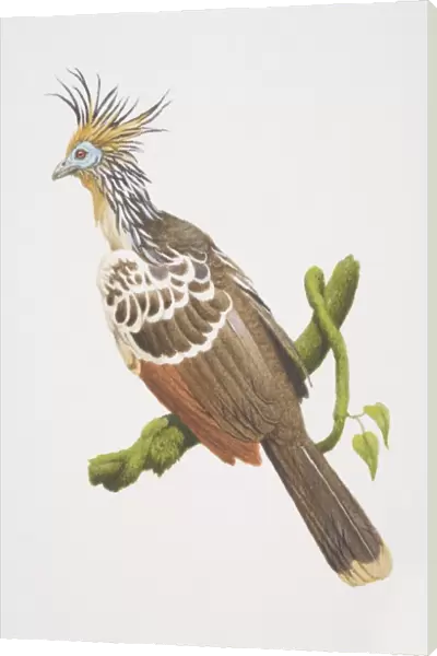 Opisthocomus hoatzin, Hoatzin perched on a tree branch, side view