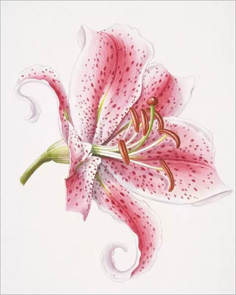 Pink lily flower head, side view