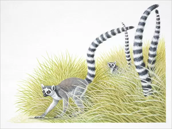 Ring-tailed lemurs, Lemur catta, with their black and white tails stuck up in the air