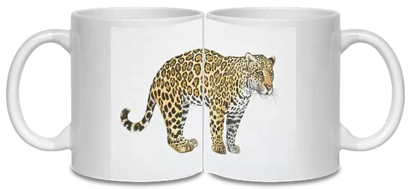 Jaguar, Panthera onca, side view