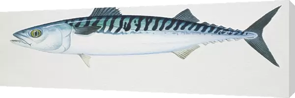 Atlantic Mackerel, Scomber scombrus, side view