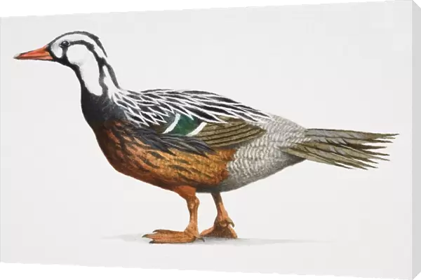 Torrent duck, Merganetta armata, colourful duck with an orange beak copper belly and a white head