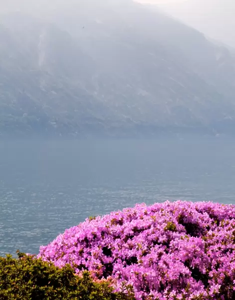 Lake. Flowers with lake and mountain in background, Italy
