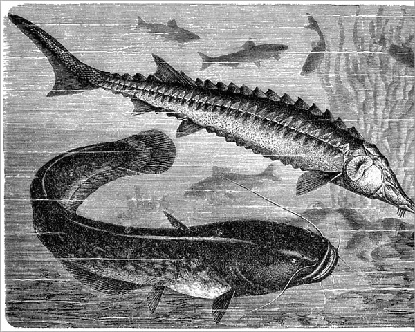 European sea sturgeon (Acipenser sturio) and wels catfish (Silurus glanis)