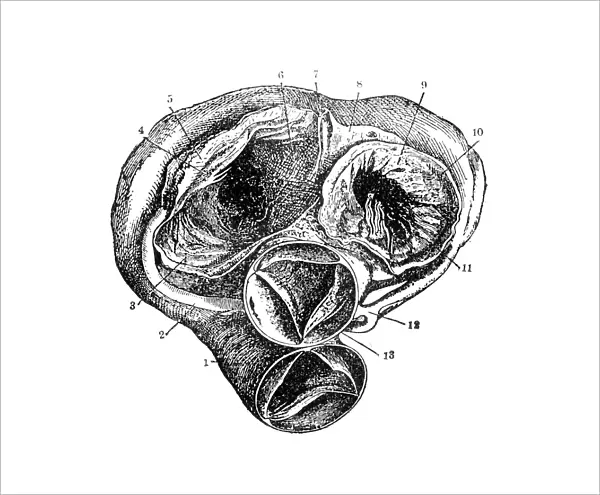 Heart. Illustration of a human heart
