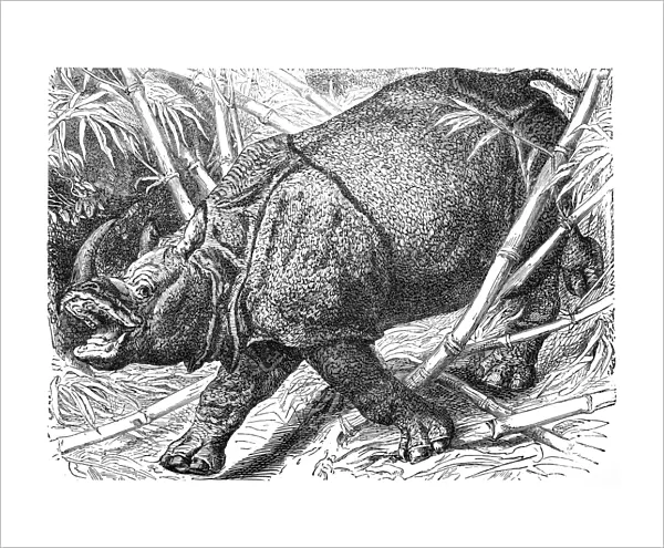 Indian Rhinoceros (Rhinoceros Unicornis)