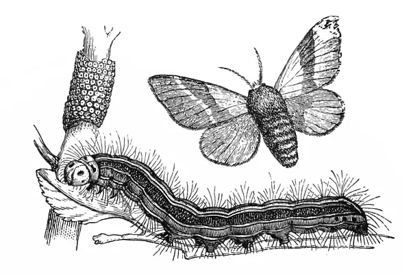 The lackey moth (Malacosoma neustria)