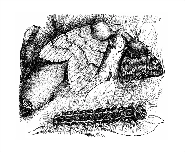 Gypsy Moth (Liparis Dispar)