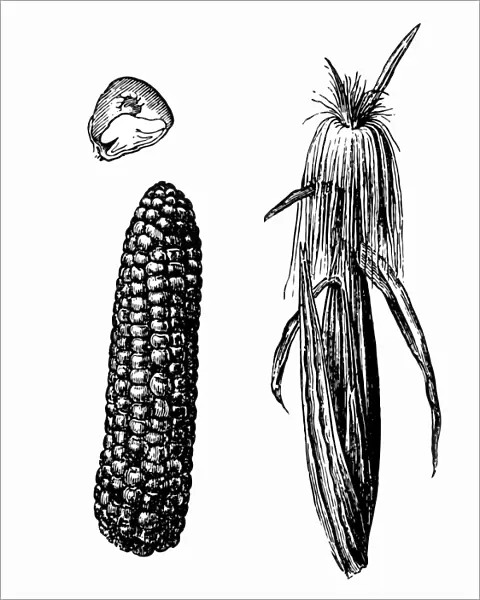 Corn. Antique illustration of corn with leafs on white background