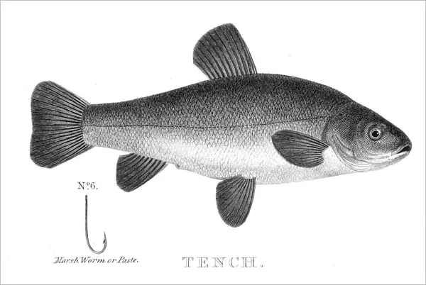 Tench engraving 1812