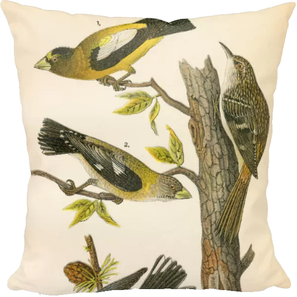 Grossbeak and Warbler bird lithograph 1890