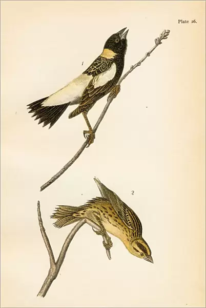 Reed bird lithograph 1890