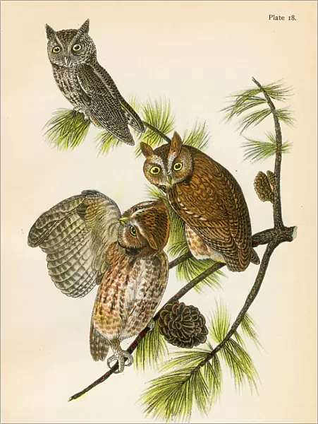 Screech owl bird lithograph 1890