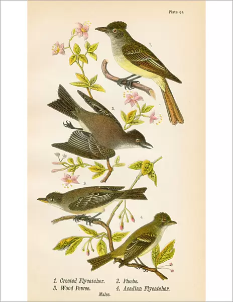 Pewee Flycatcher Phoebe bird lithograph 1890
