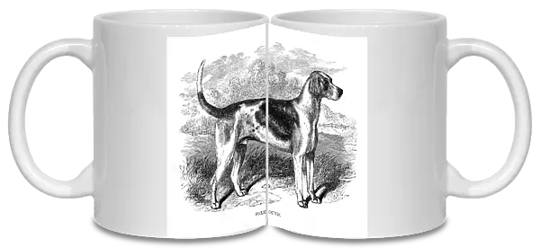 Foxhound engraving 1894
