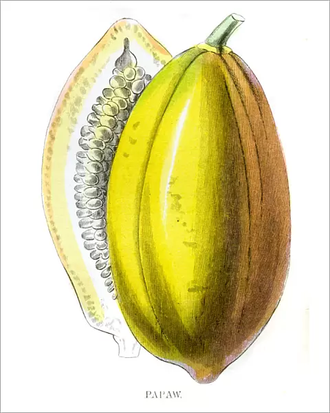 Papaya fruit engraving 1857